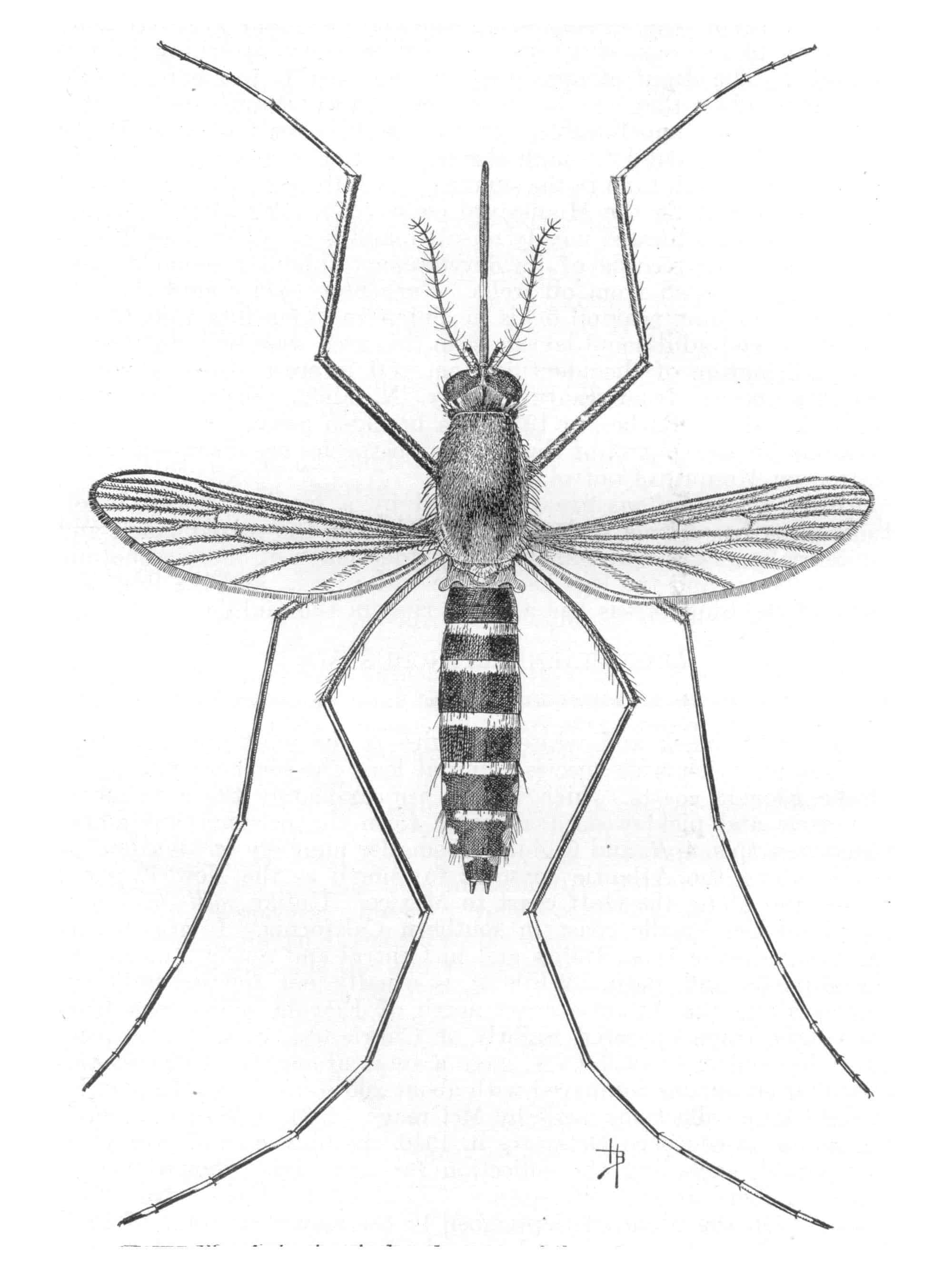 dessin de moustique