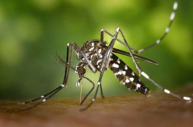 moustique aedes