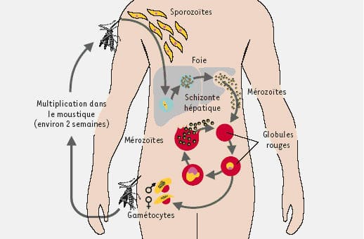 Cycle parasite paludisme