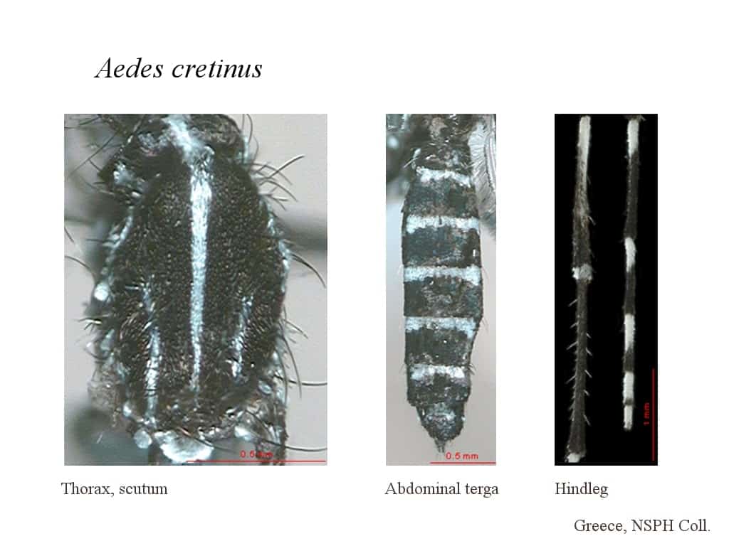 Aedes cretinus