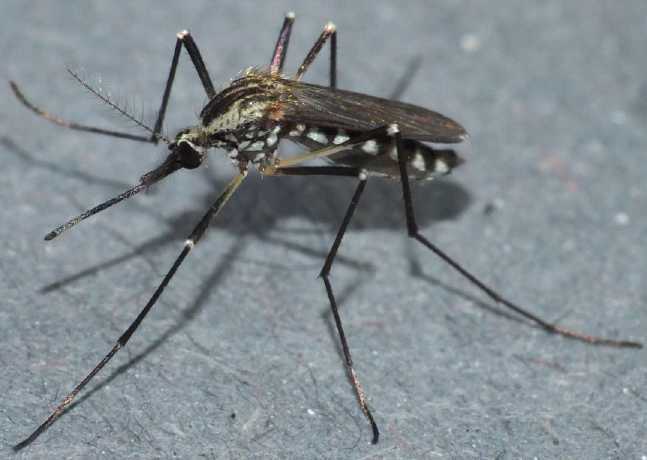 Aedes geniculatus