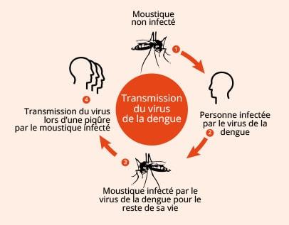 transmission dengue