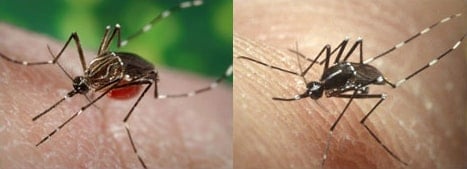 aedes aegypti et Aedes albopictus