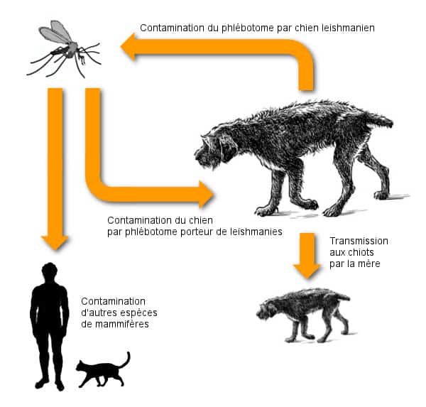 leishmaniose humaine