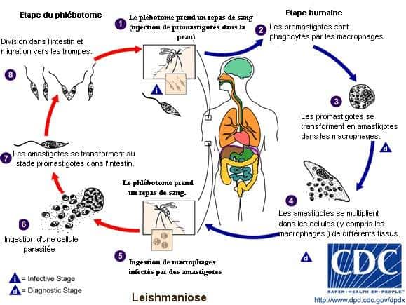 cycle Leishmaniose