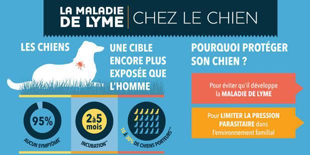 maladie de lyme chien chat