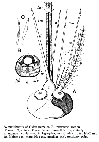 rostre de moustique femelle