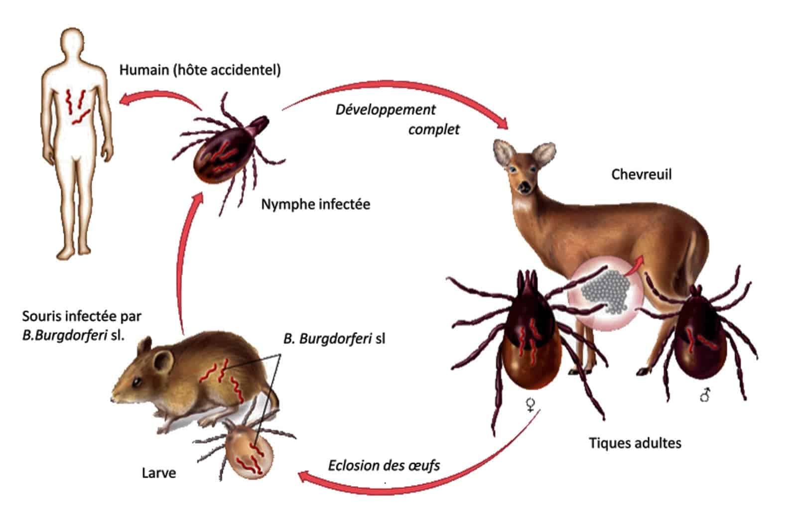 tique chevreuil humain