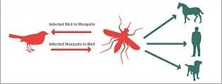 west nile virus