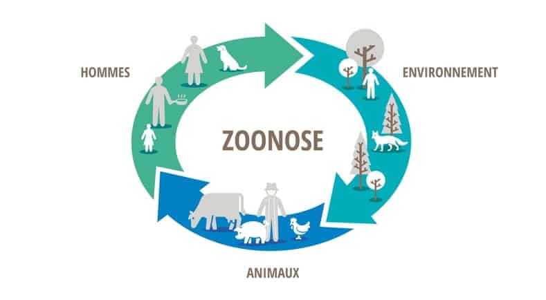 maladie zoonose moustique