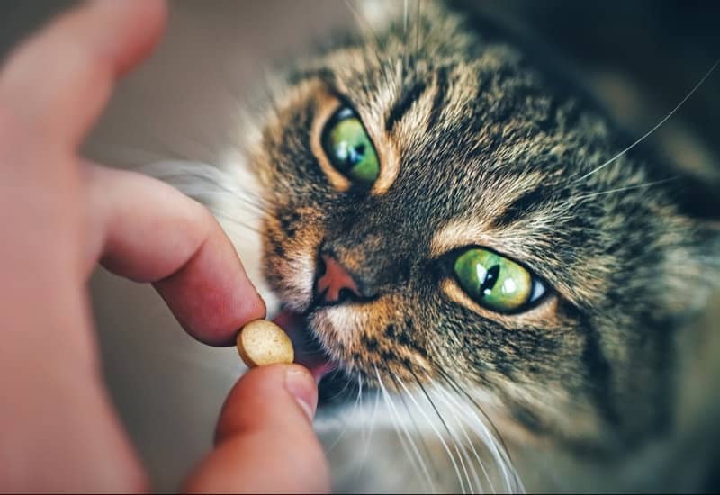 protéger nos animaux des moustiques 