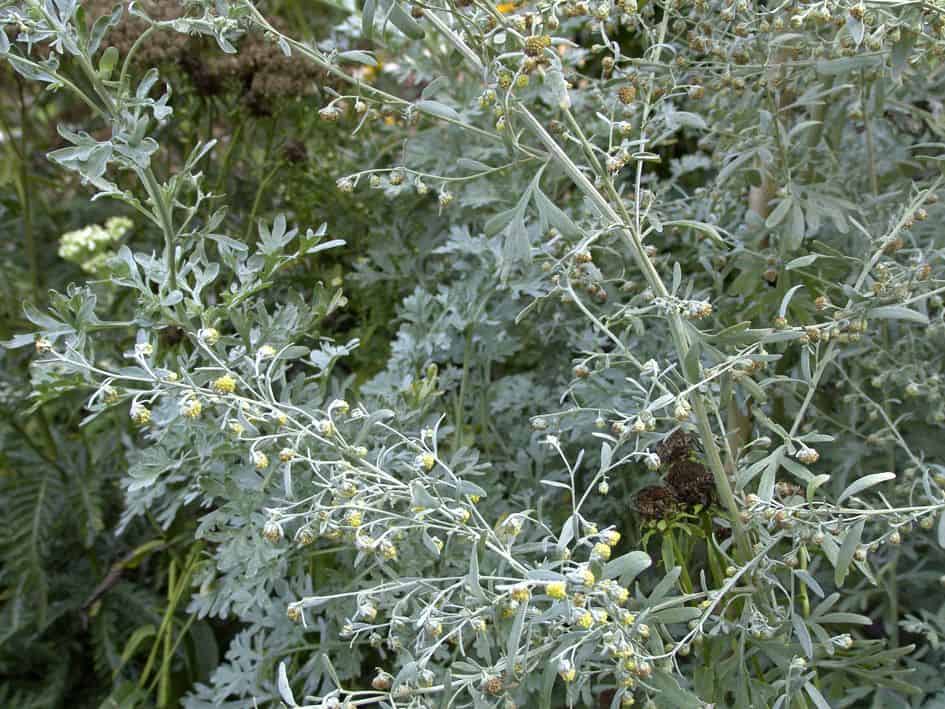 Absinthe (Artemisia absinthium)