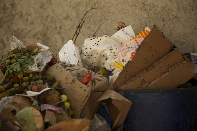 mouches poubelles