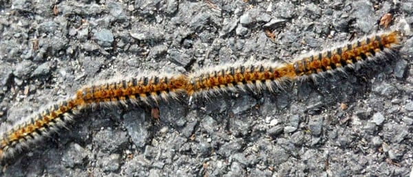 chenille processionnaire