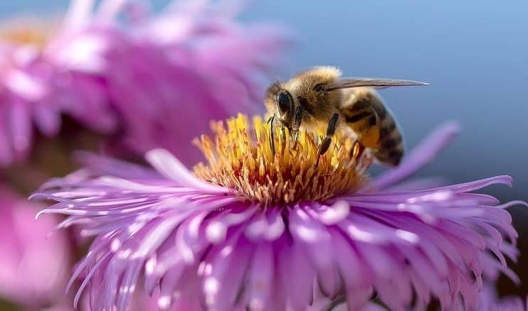 préserver les abeilles