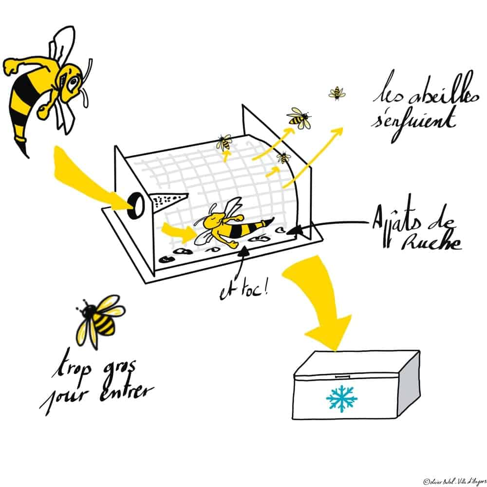 piège à frelon fonctionnement