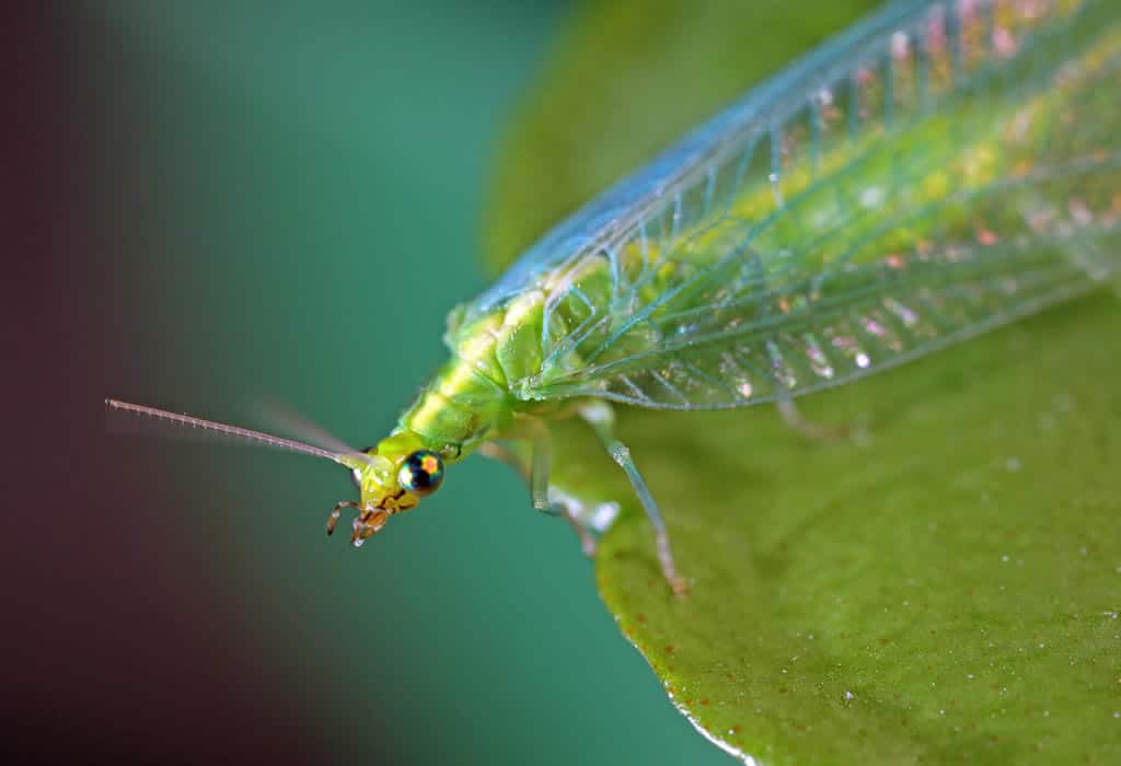 mouche yeux dorés jardin