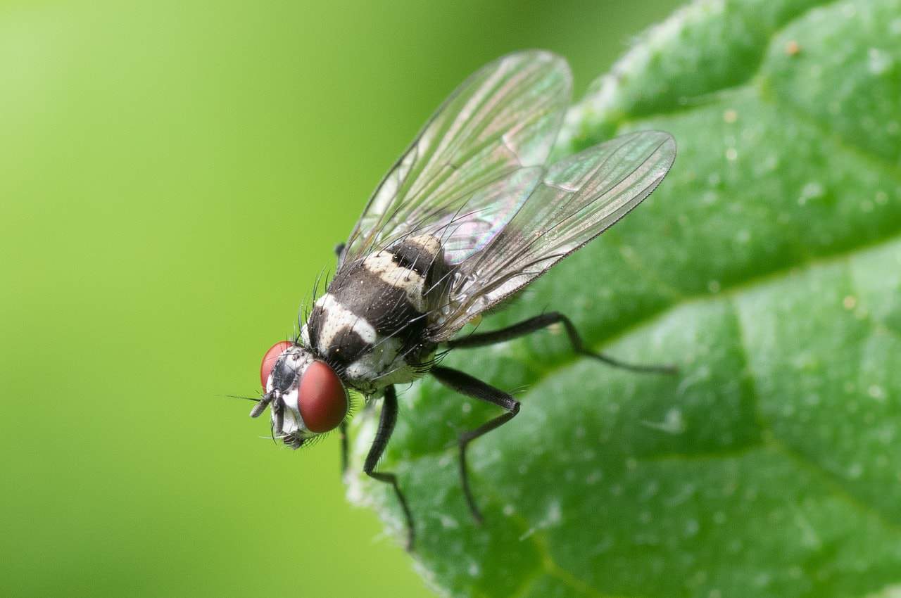 exemple mouche domestique