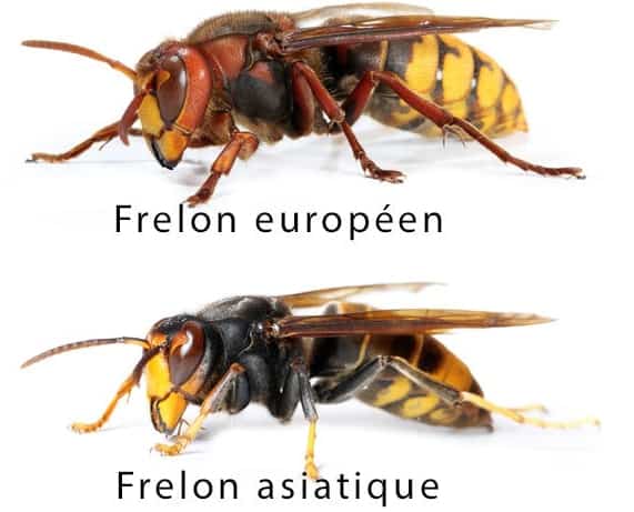 différence frelon asiatique-min