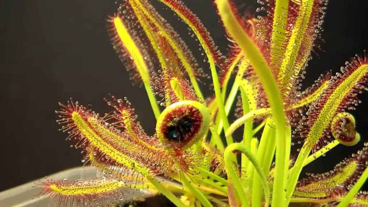 plante carnivore moustique