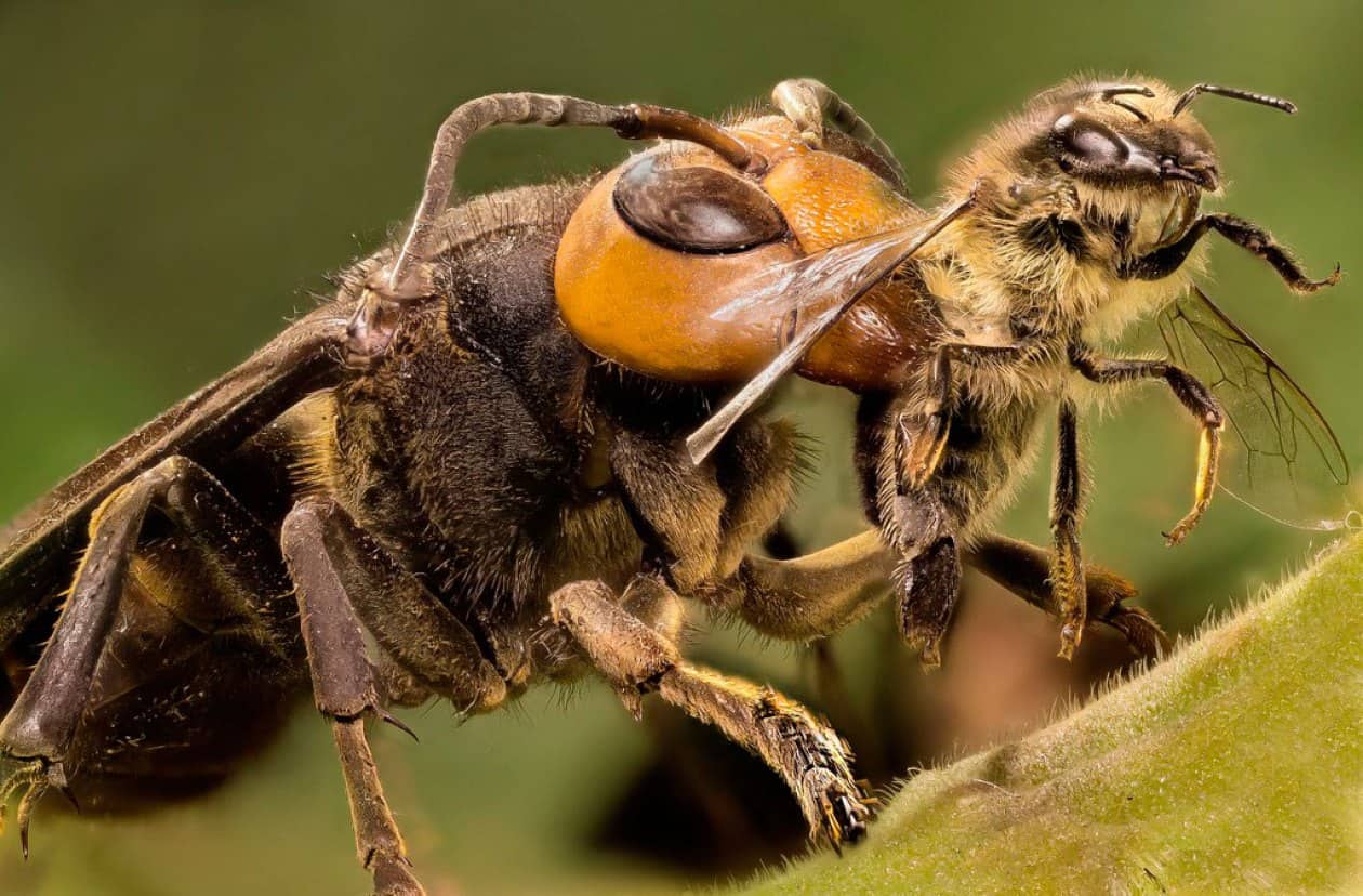 frelon asiatique abeille