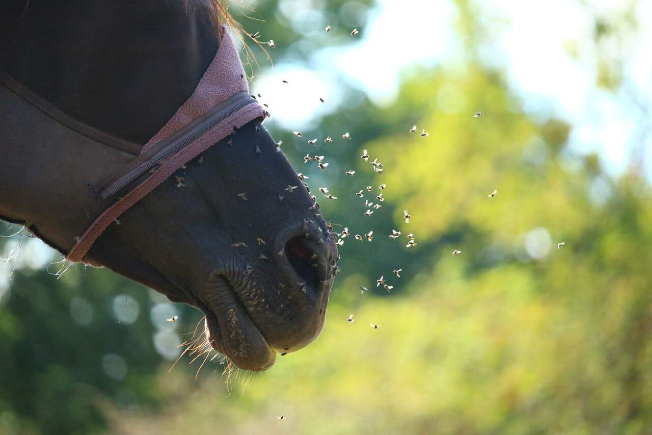 anti moustique cheval