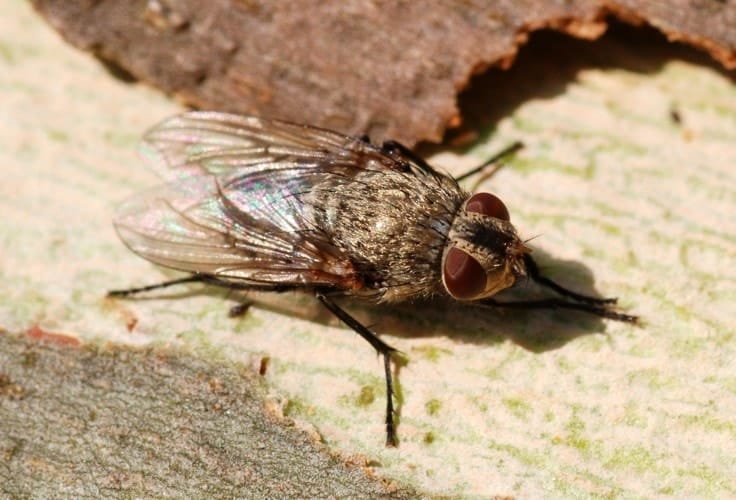 mouche pollenie