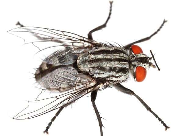 mouche à viande