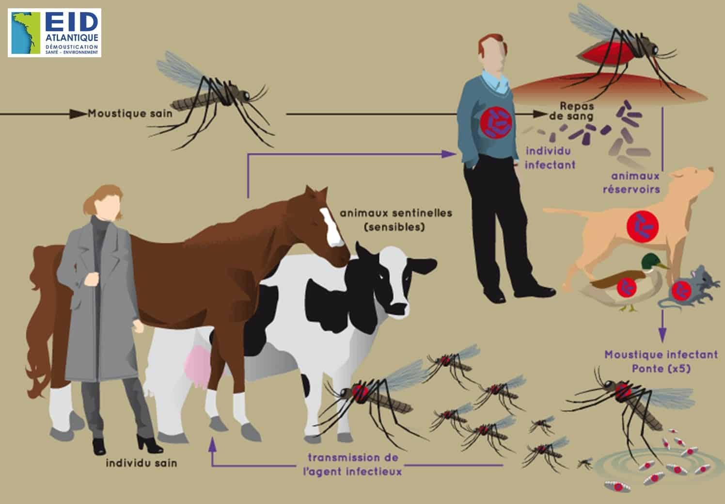 anti moustique pour animaux