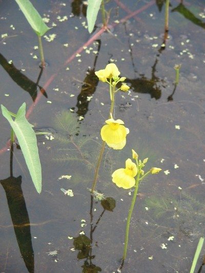 plante carnivore moustique