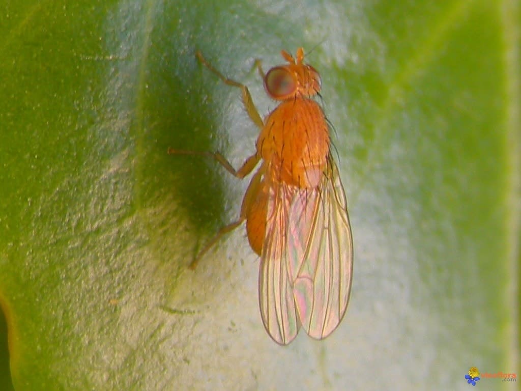 mouche à fruit