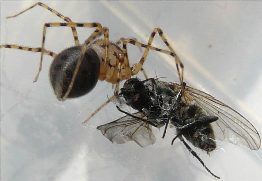 araignée biodiversité