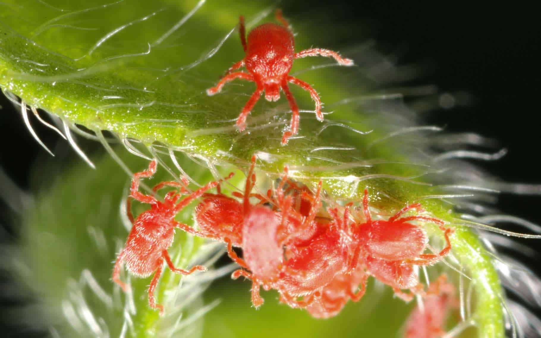 acarien rouge