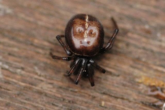 Steatoda bipunctata