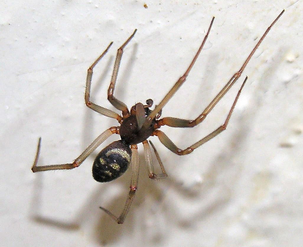 photo araignée france