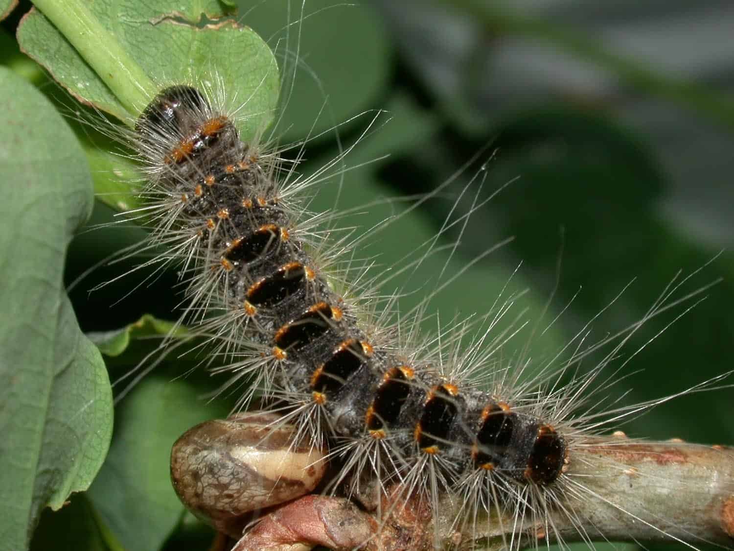 chenille processionnaire chêne