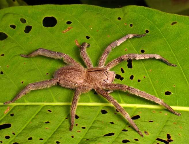 Qu'est-ce que l'araignée recluse, très venimeuse, qui vivrait en