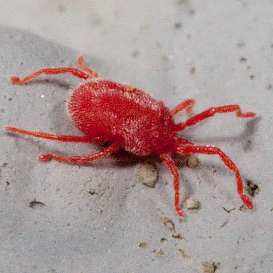 petite araignée rouge mur