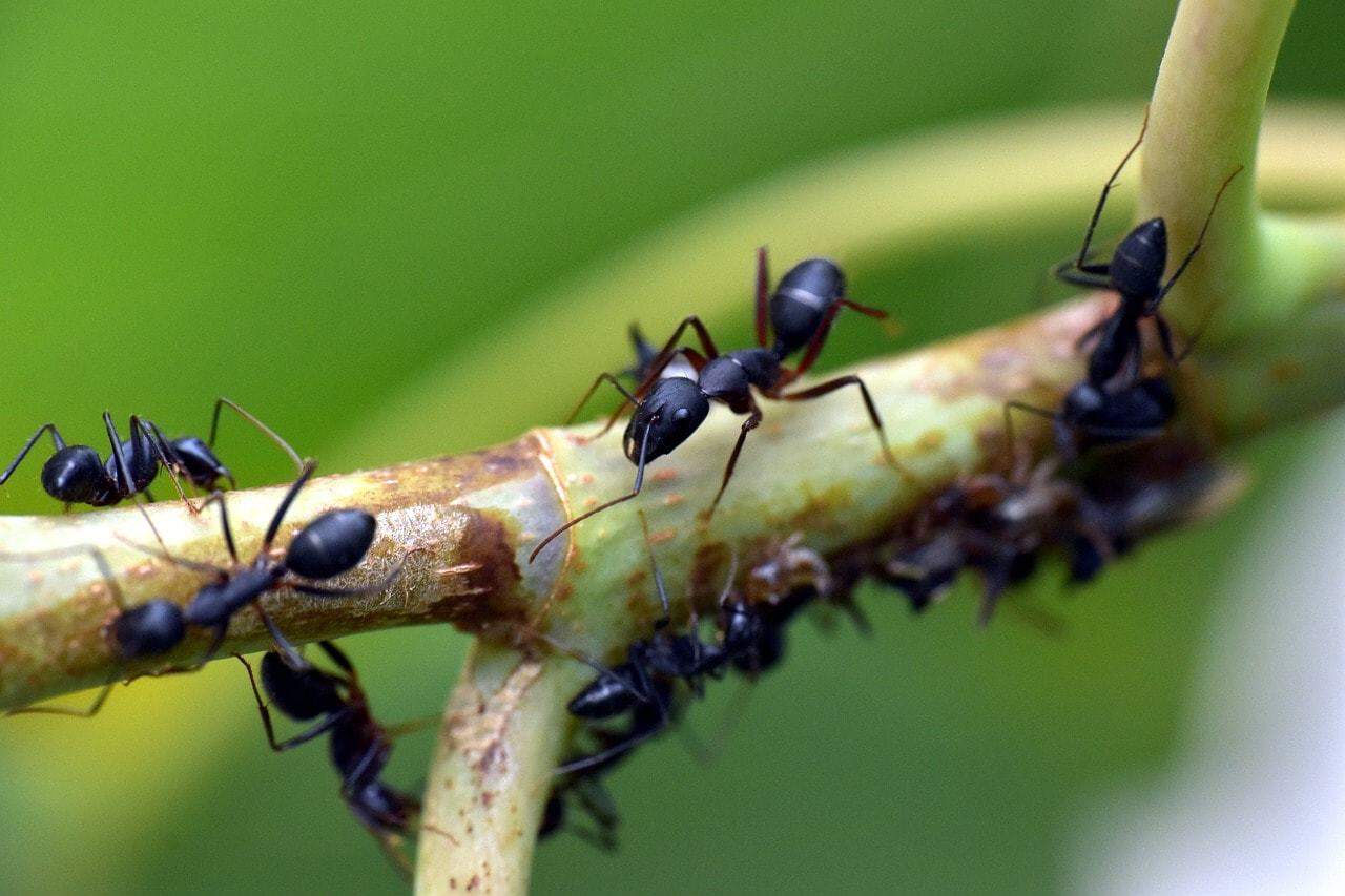 fourmis noires
