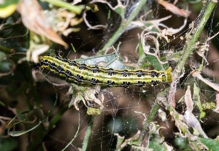 Chenille du buis