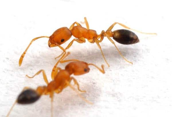 reconnaître fourmi charpentière