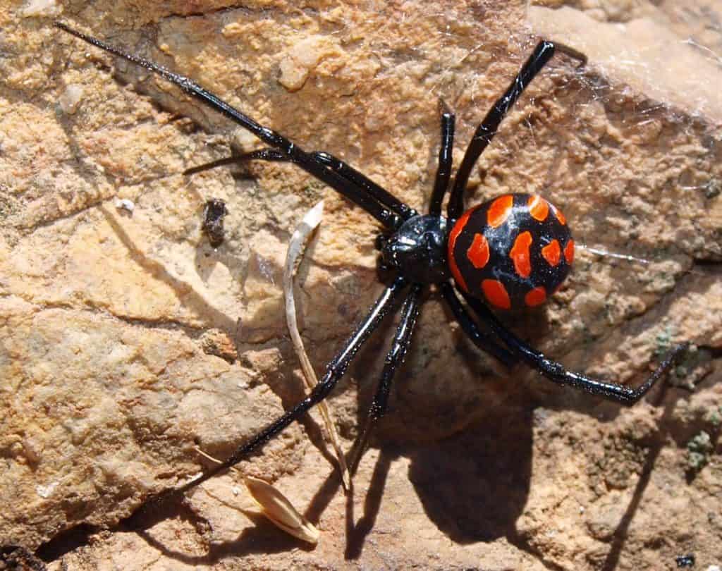 Araignée danger piqure, prévention, piège et solutions