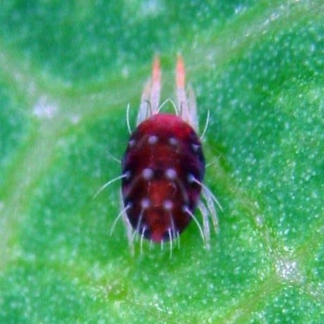 araignée rouge du pommier
