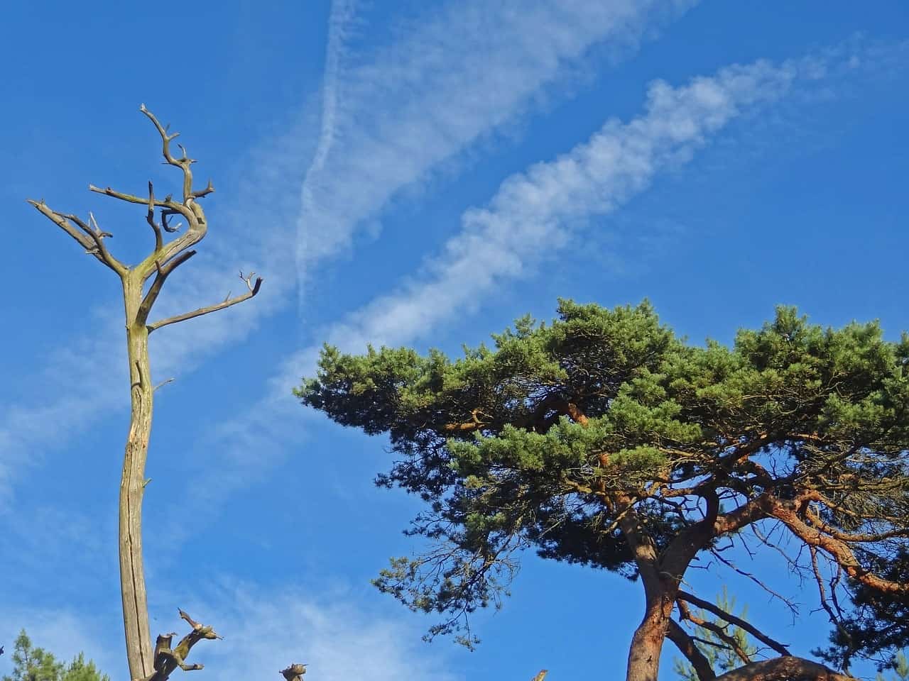 dégâts chenille arbre