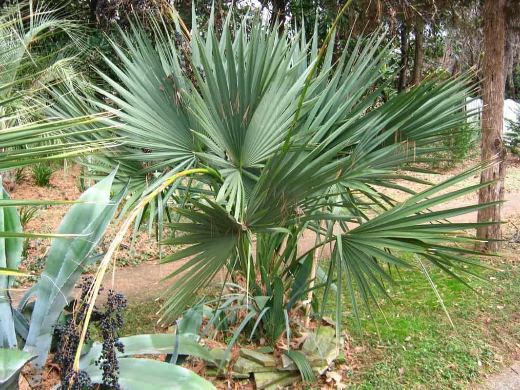 Palmier Sabal brazoria