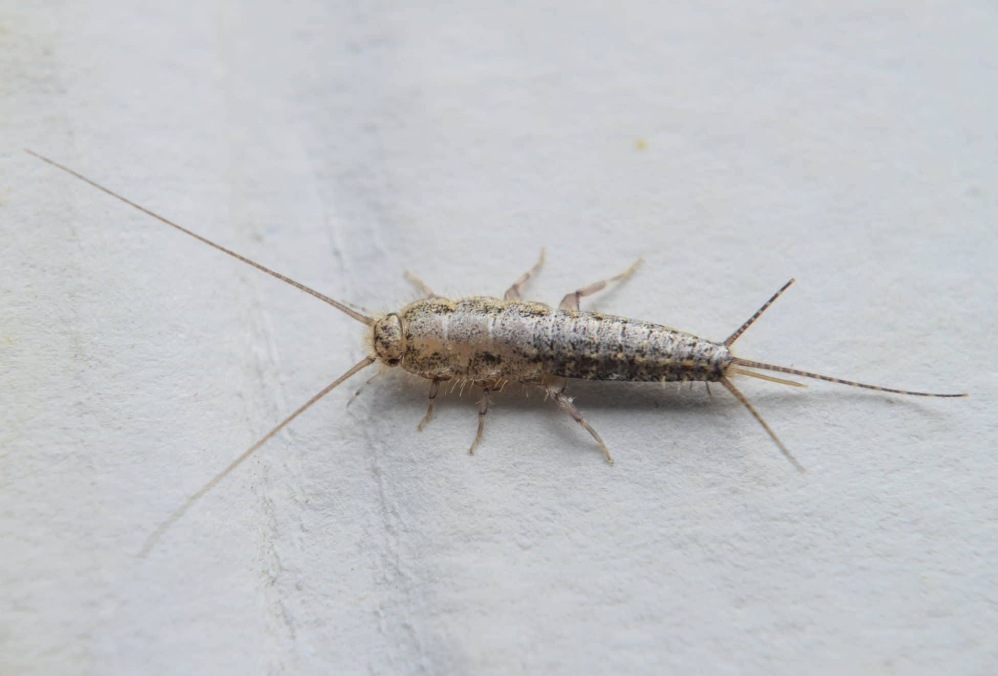 Le poisson d'argent, insecte des maisons chaudes et humides