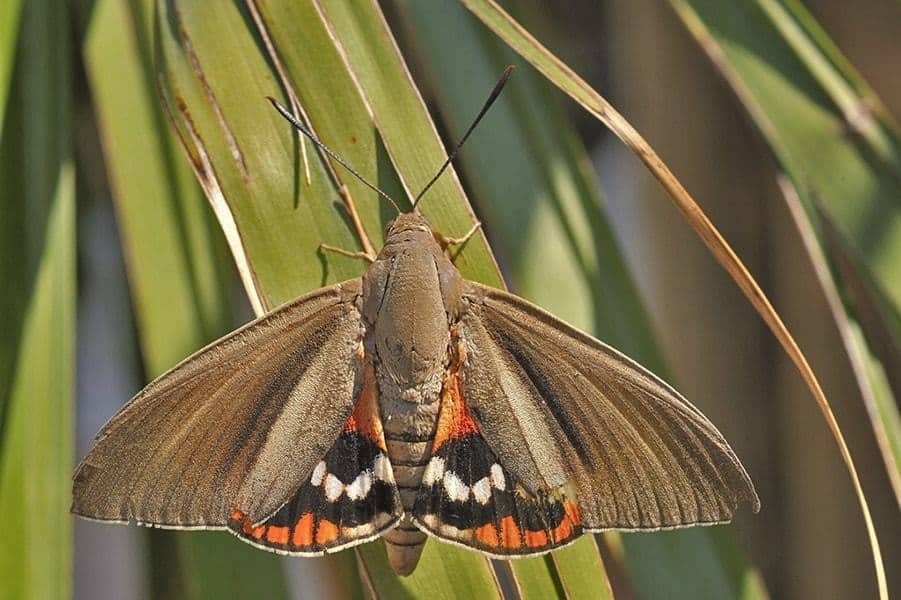 lutte papillon du palmier