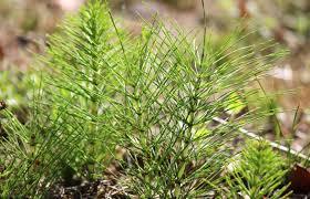 plante anti araignée rouge