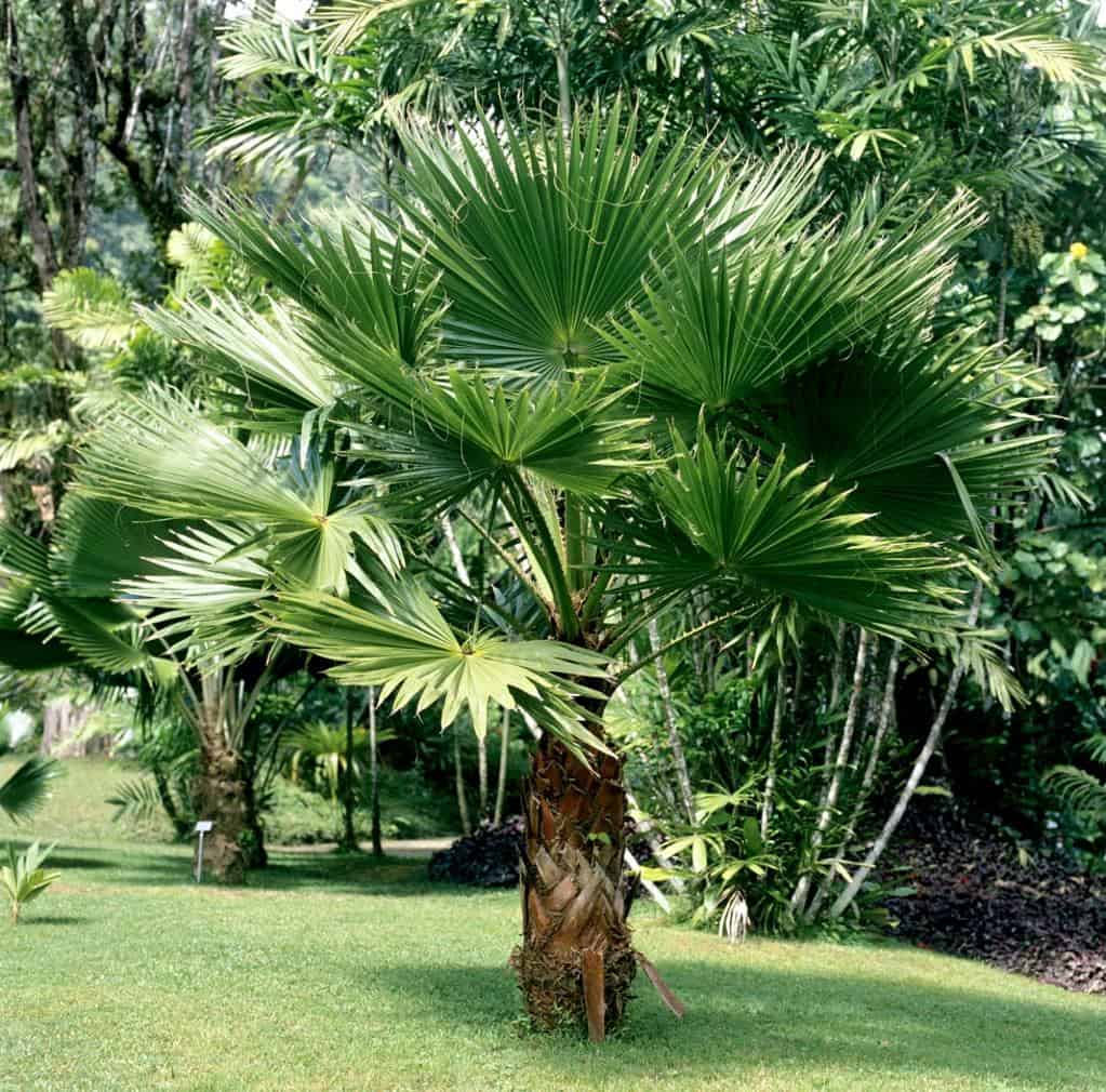 Palmier Washingtonia