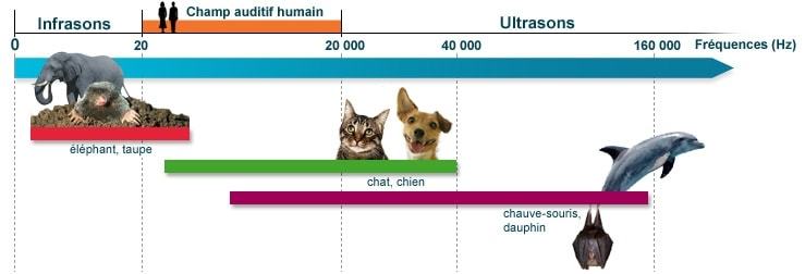 ultrason moustique